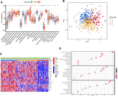 Characterization of m6A Regulator-Mediated Methylation Modification Patterns and Tumor Microenvironment Infiltration in Ovarian Cancer